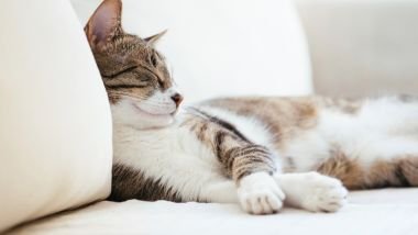 Sonhar com gato dormindo: descubra os significados desse sonho