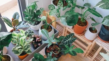 Imagem de uma varanda com vários tipos de plantas expostas em muitos vasos.