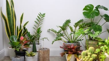 10 motivos para cultivar plantas em casa