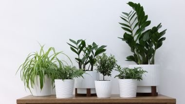 5 plantas que ajudam a proteger seu lar