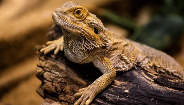 Sonhar com lagarto: desvende a simbologia