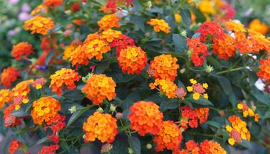 Lantana: significado, propriedades e benefícios