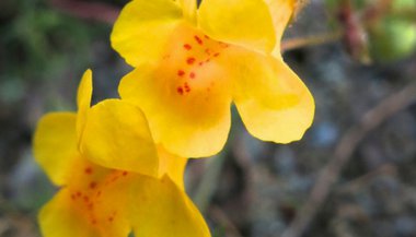 Liberte-se dos medos com o uso do floral Mimulus