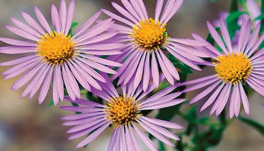 Essências Florais do Pacífico