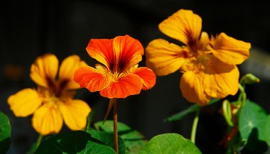 Capuchinha: significado, propriedades e benefícios