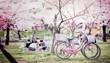 Salve a Primavera