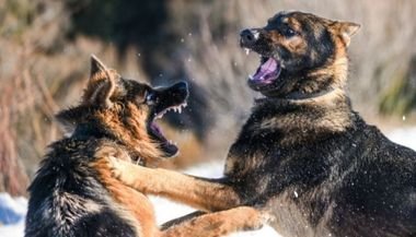 Significado de sonhar com cachorro atacando