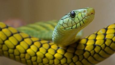 Sonhar com cobra pequena