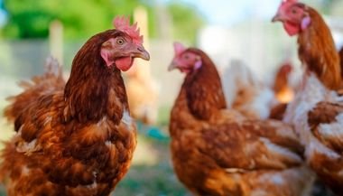 Significado de sonhar com frango