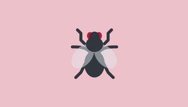 Significado de sonhar com mosca
