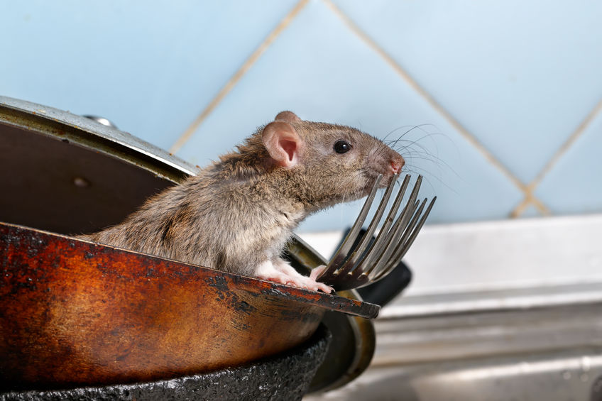 Rato Dentro de uma Panela
