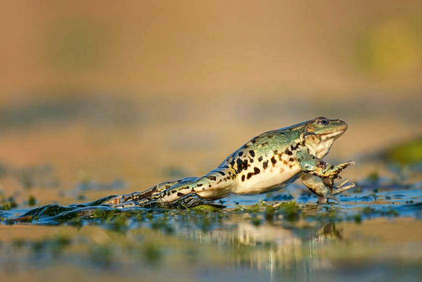 Sapo na lagoa