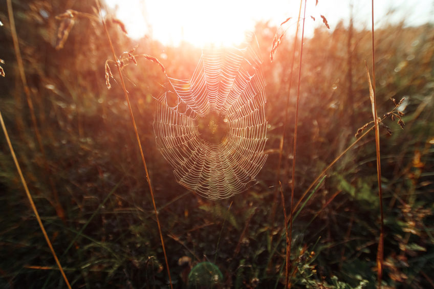 Teia de aranha ao pôr do sol