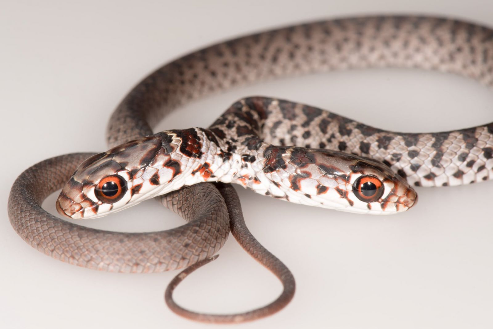 Cobra pequena com duas cabeças
