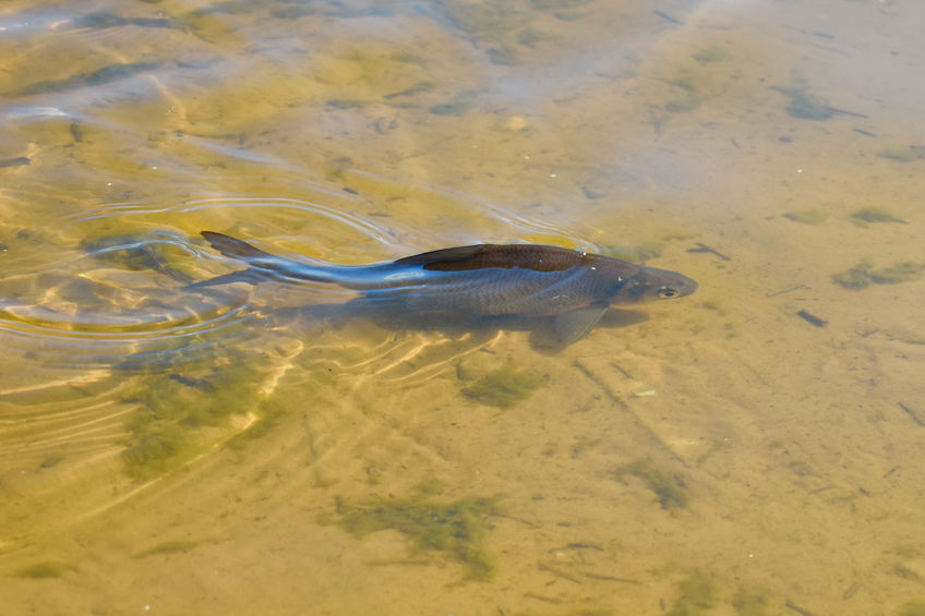 Peixinho na Água