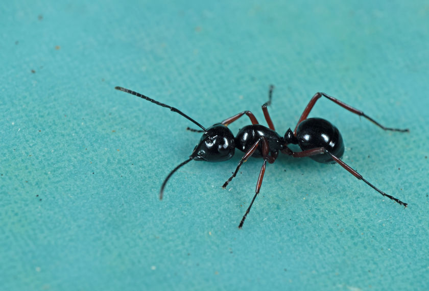 Formiga preta em superfície verde turquesa
