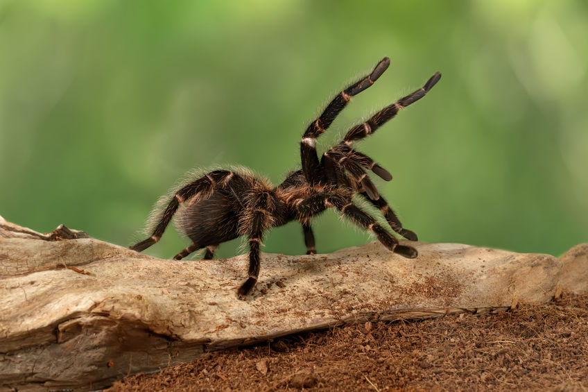 Aranha andando em galho