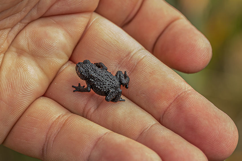 Sapo preto pequeno na mão