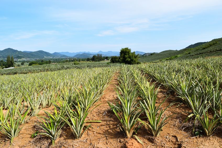 Plantação de abacaxi 