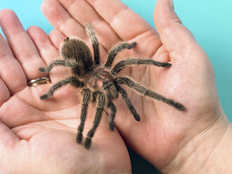 Aranha na mão
