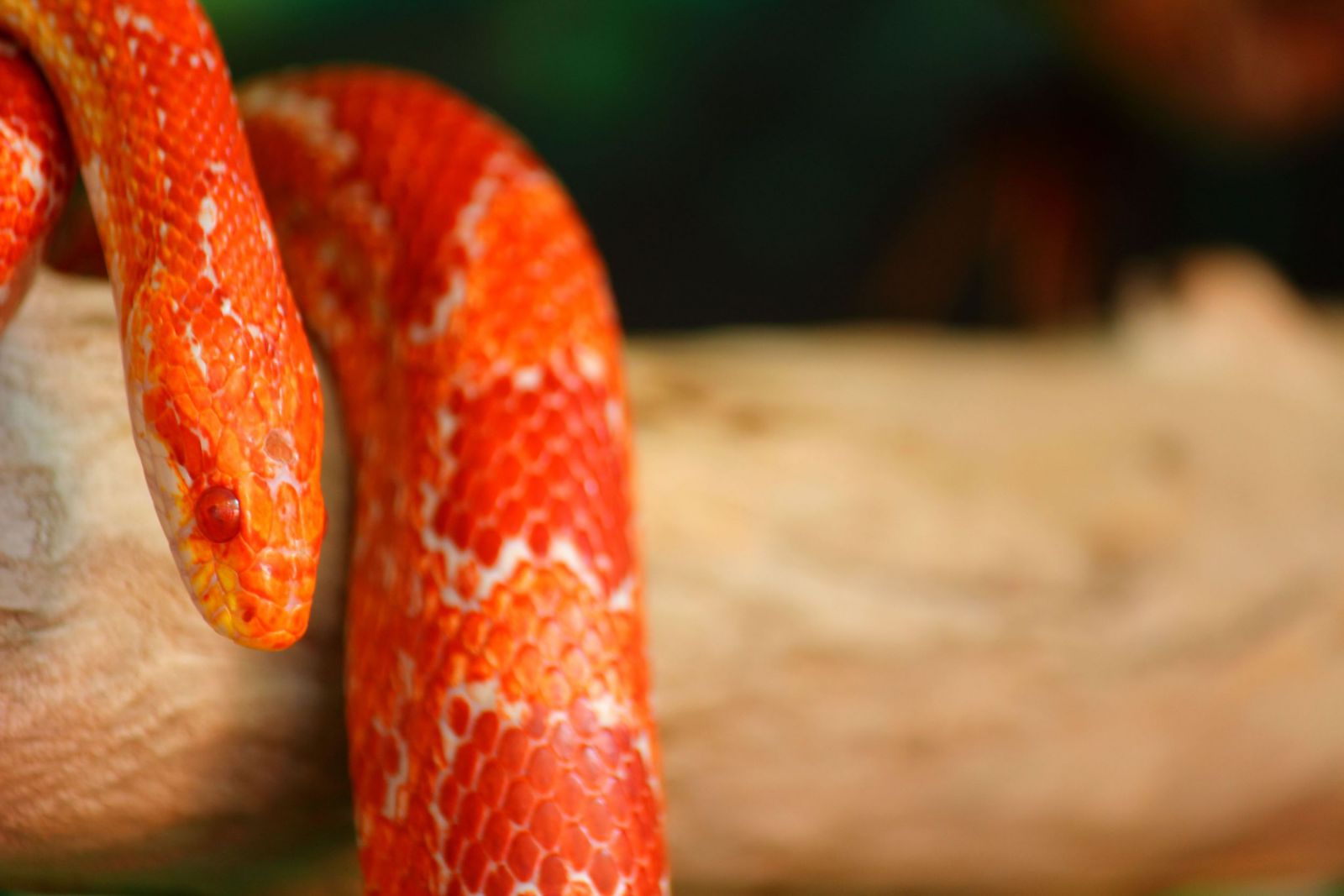 Cobra vermelha em um tronco de árvore