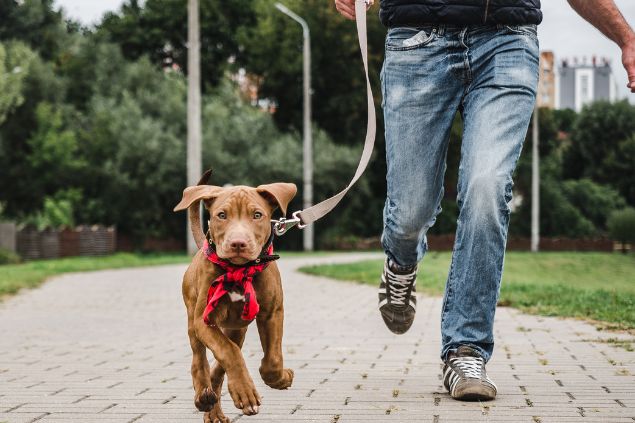 homem passeando com cachorro no parque