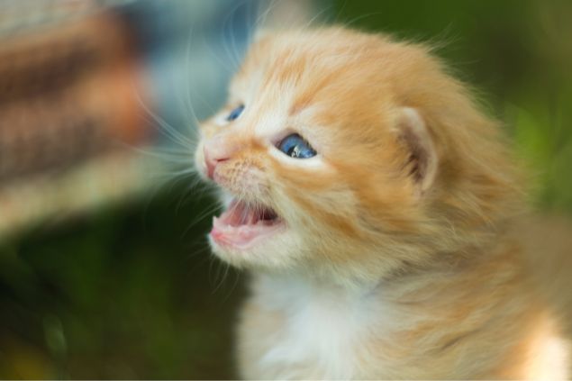 gato miando