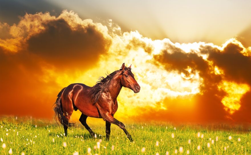 Cavalo marrom em campo aberto