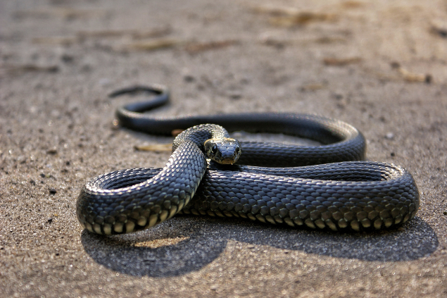 cobra grande no chão