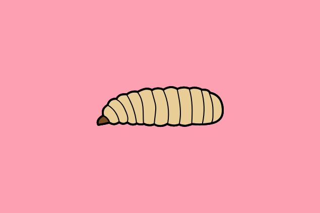 larva pequena
