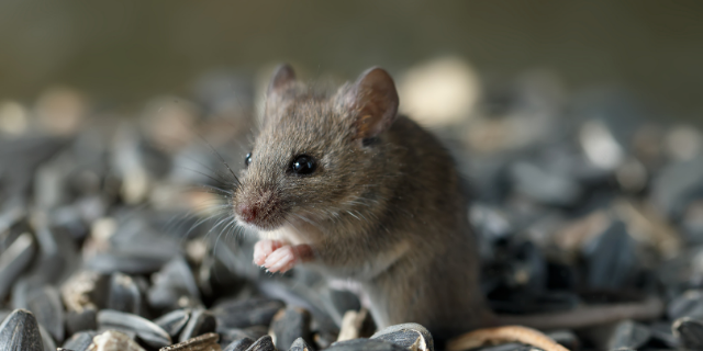 Rato cinza