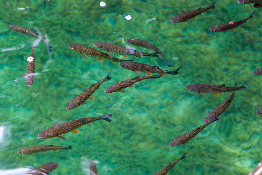 Peixes em rio