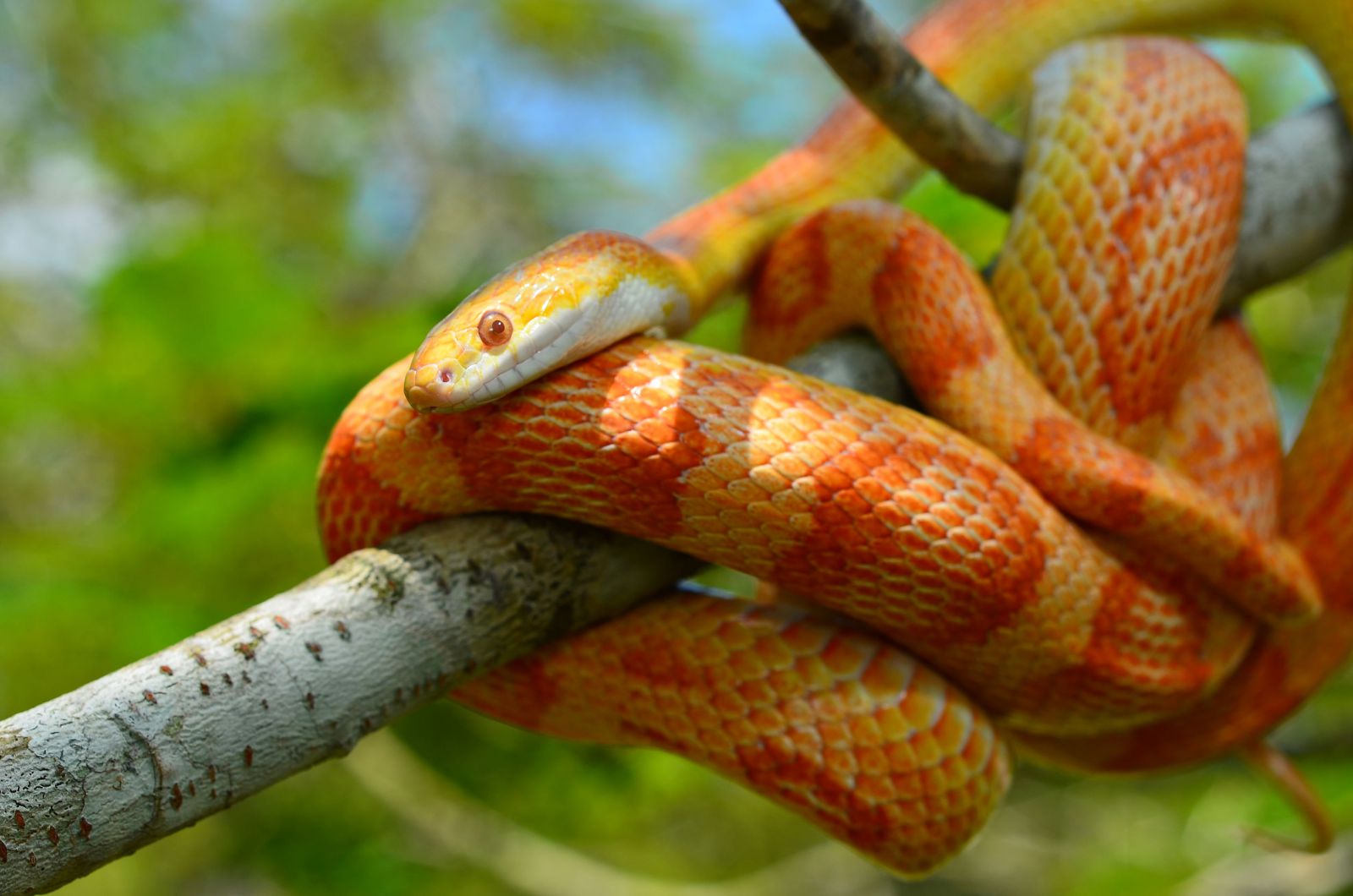 Cobra enrolada em uma árvore