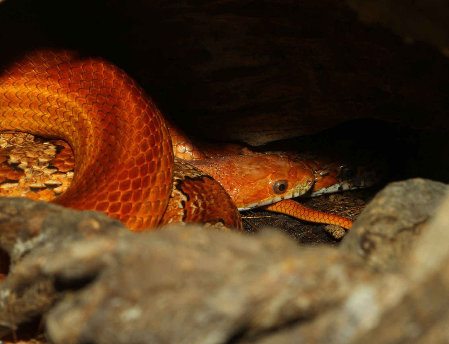 Cobra entre pedras