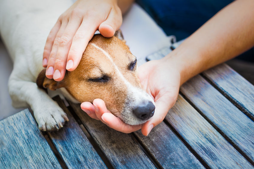Pessoa passando a mão em um cachorro