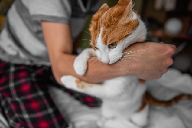 Gato laranja e branco mordendo braço de pessoa