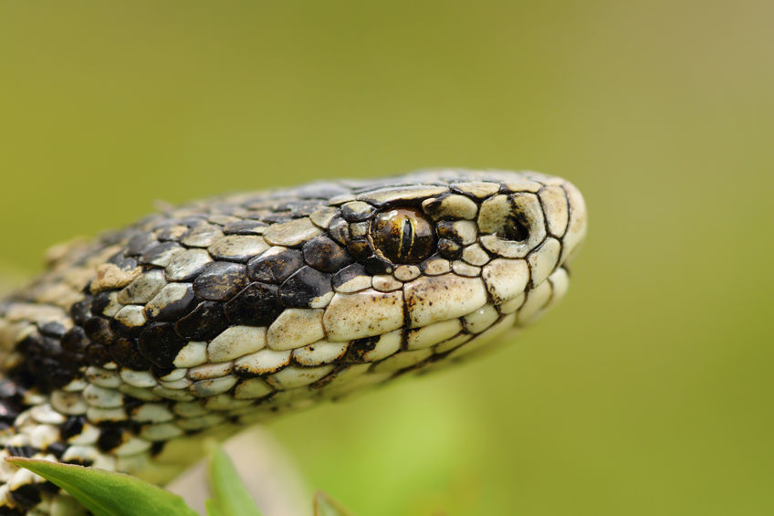 Cabeça de cobra em close-up