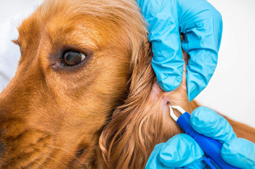 Pessoa com luvas azuis retirando carrapato de cachorro