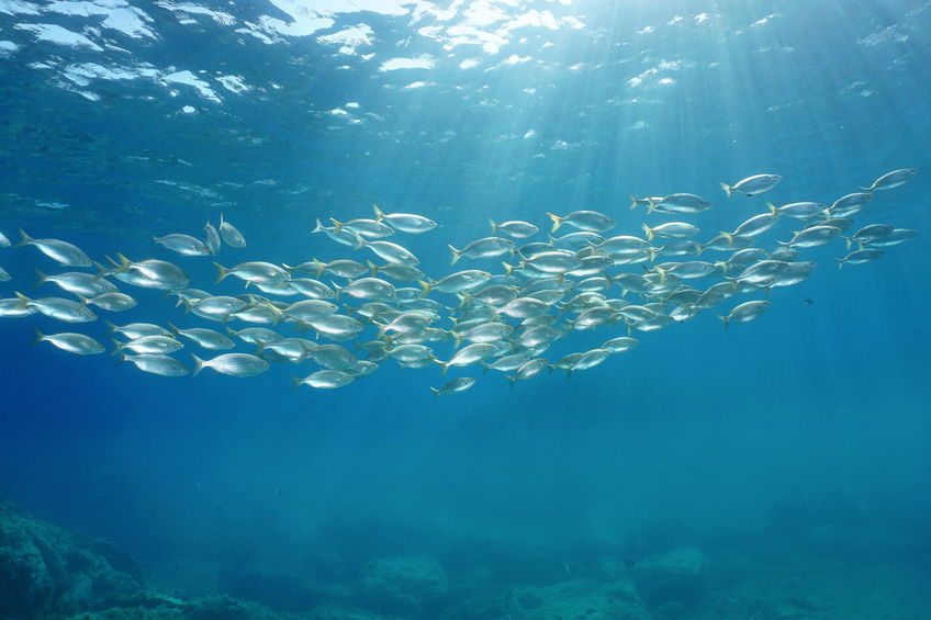 Cardume de peixes