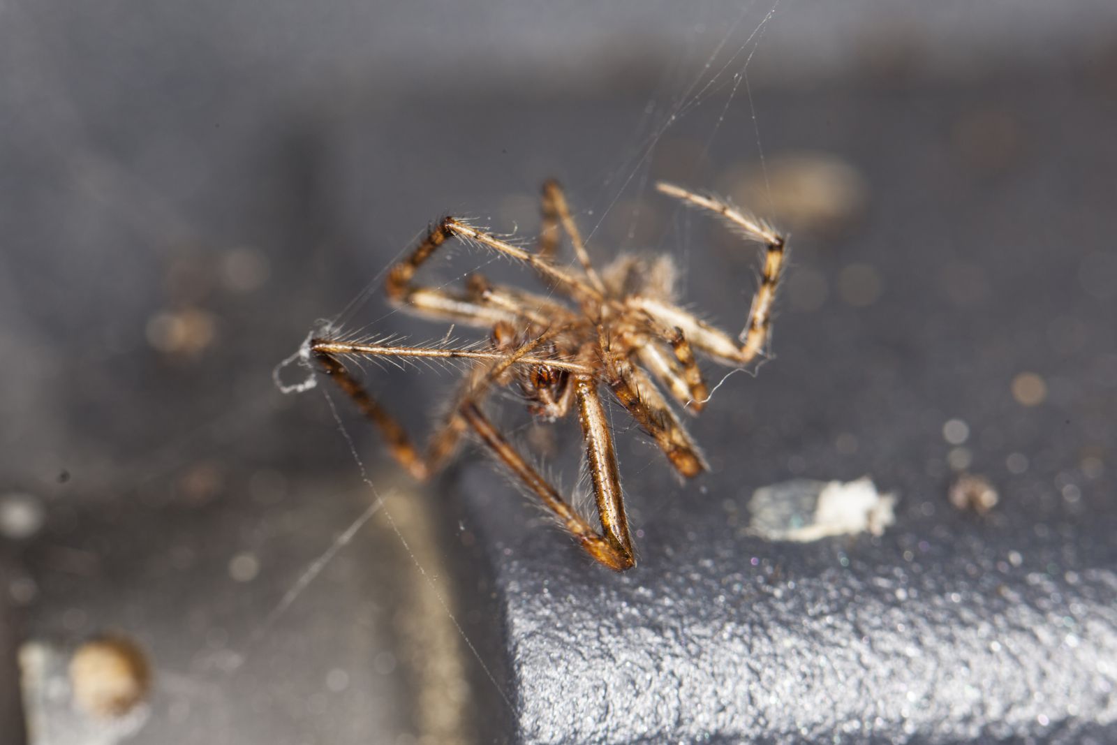 Aranha morta presa em teia