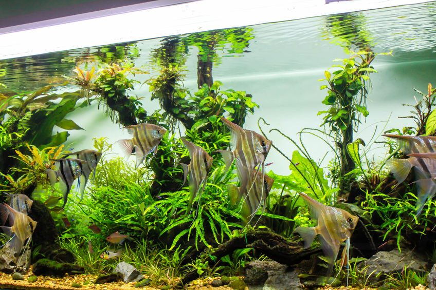 Peixes em aquário limpo