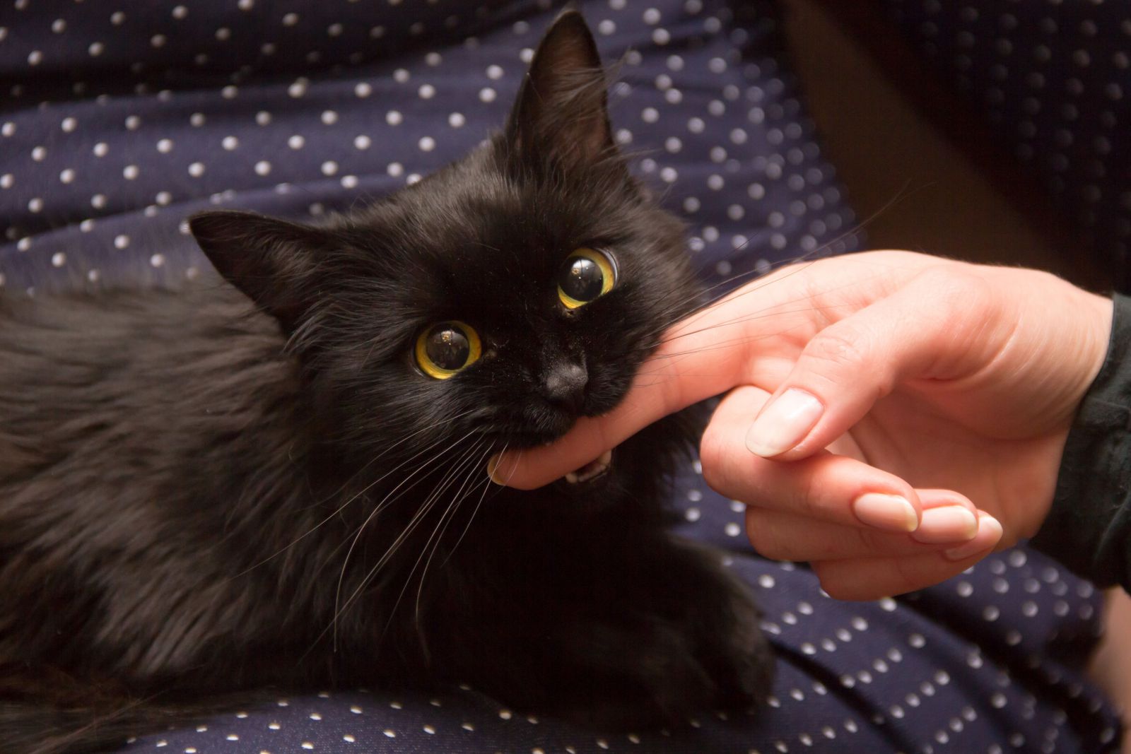Gatinho mordendo o dedo de alguém