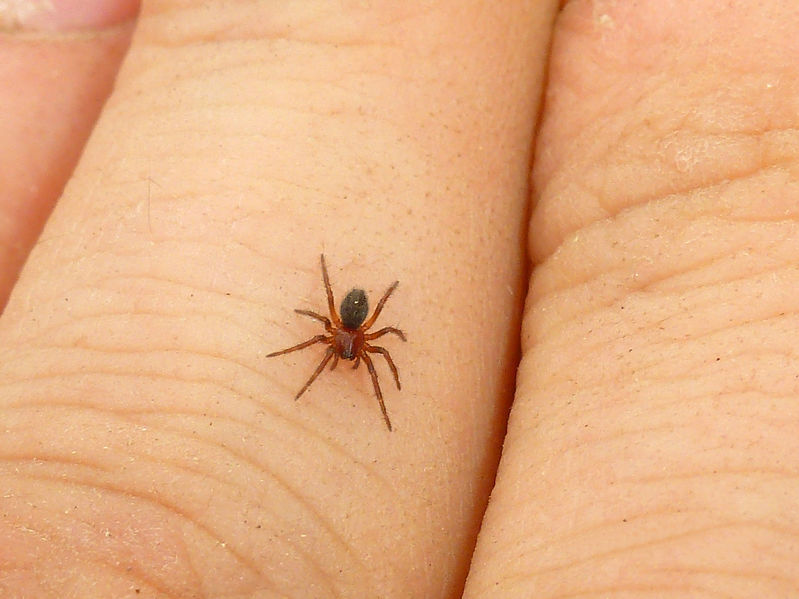 Aranha picando uma pessoa