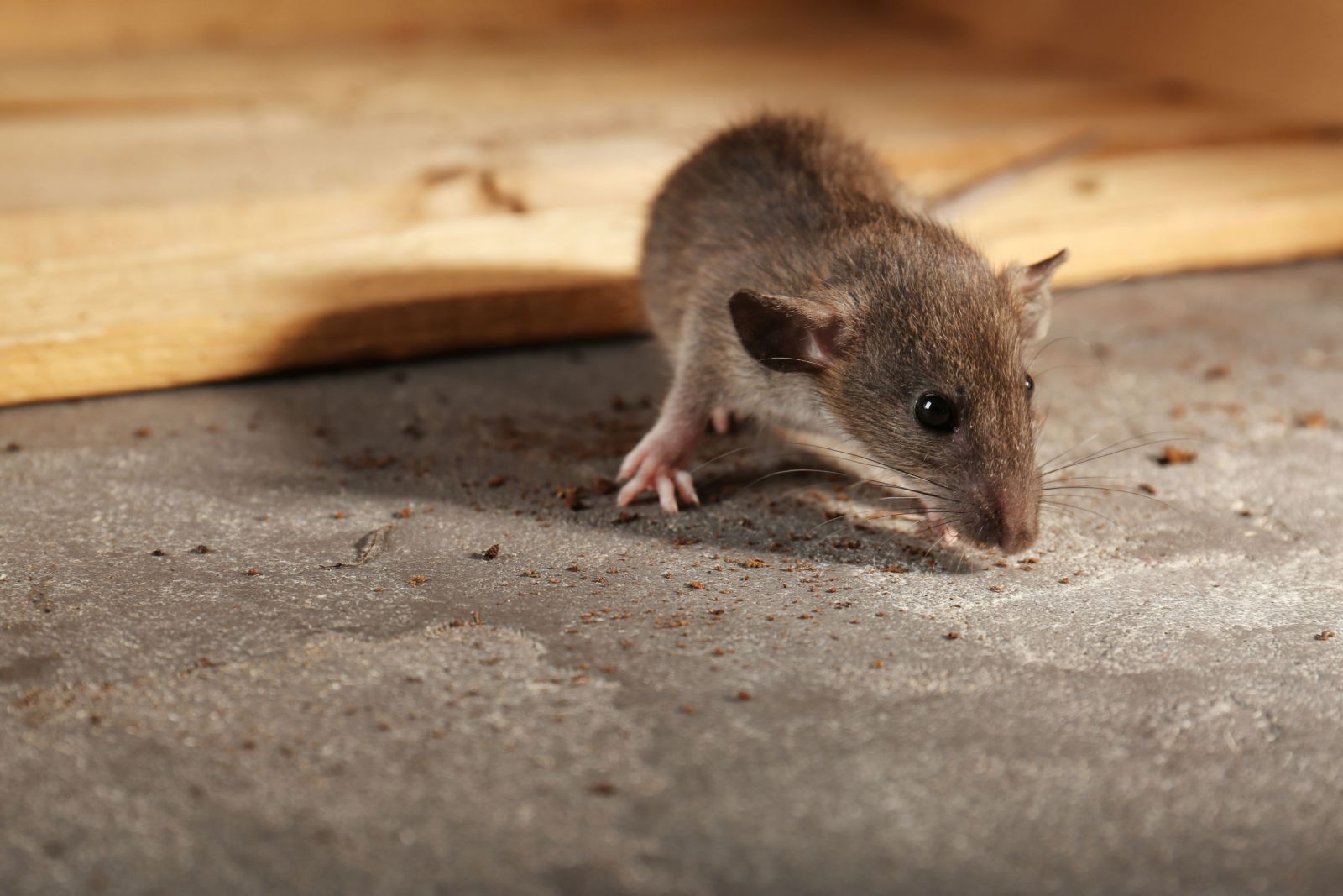 Rato andando no chão