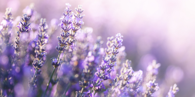 Campo de lavanda,