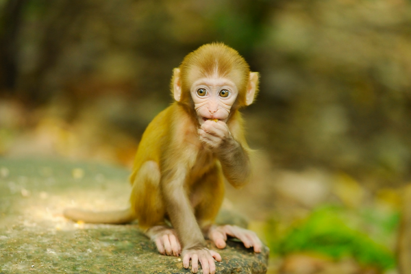 Filhote de macaco