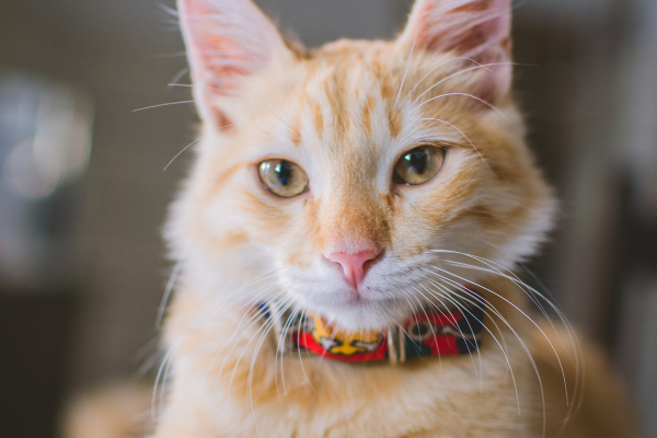 Gato amarelo