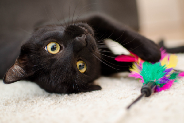 Gato preto deitado brincando