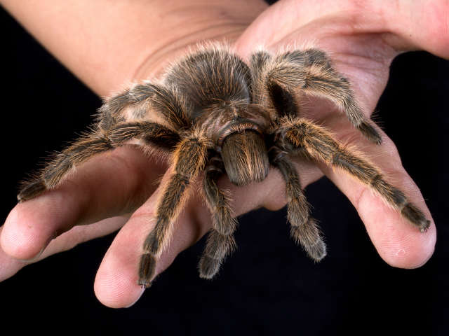 Aranha na mão