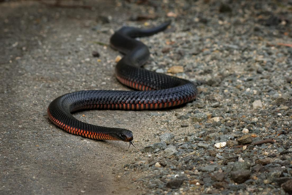 Cobra ao lado de algumas pedras